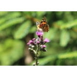 obrazek fotogalerie 3 z21